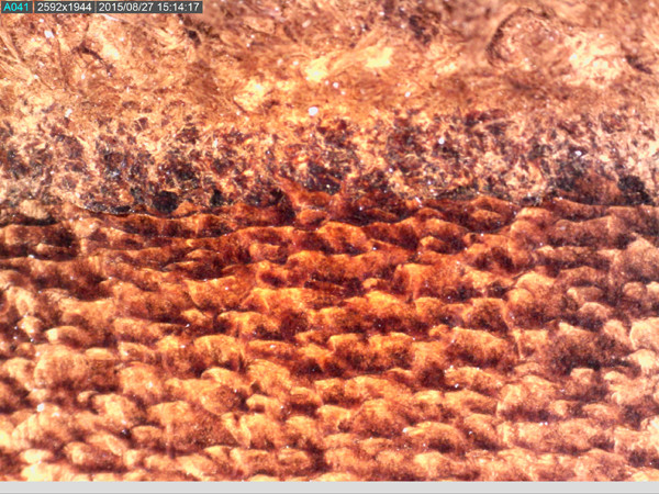 Dino-Lite AM7515-MZTL Edge Digital USB Mikroskop Long