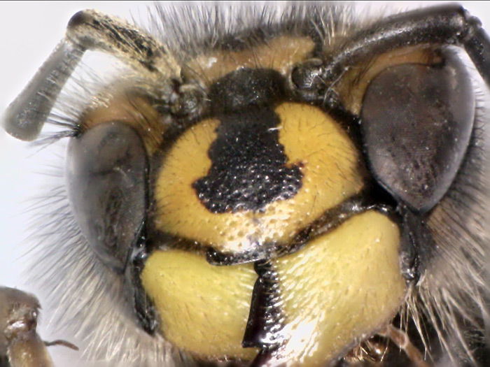 AM73915MZTL Dino-Lite Digital Mikrosop 10-140x-LWD-SMP