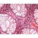 SOIF BK-FL4 Model Trinoküler Flerosan Ataçmanlı Araştırma Mikroskobu LED-B/G/UV/V