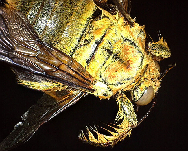 Dino-Lite AM4815ZT Edge Digital Mikroskop 1.3MP 20-220x