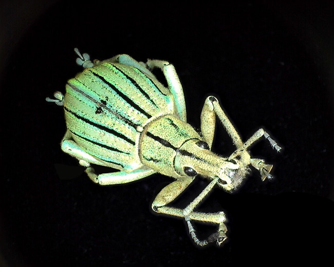 Dino-Lite AM4815ZT Edge Digital Mikroskop 1.3MP 20-220x