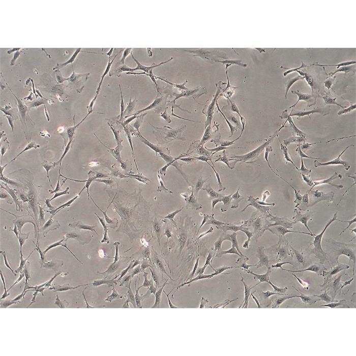 MSX2 12MP Microscope sCmos Image Eyepieces