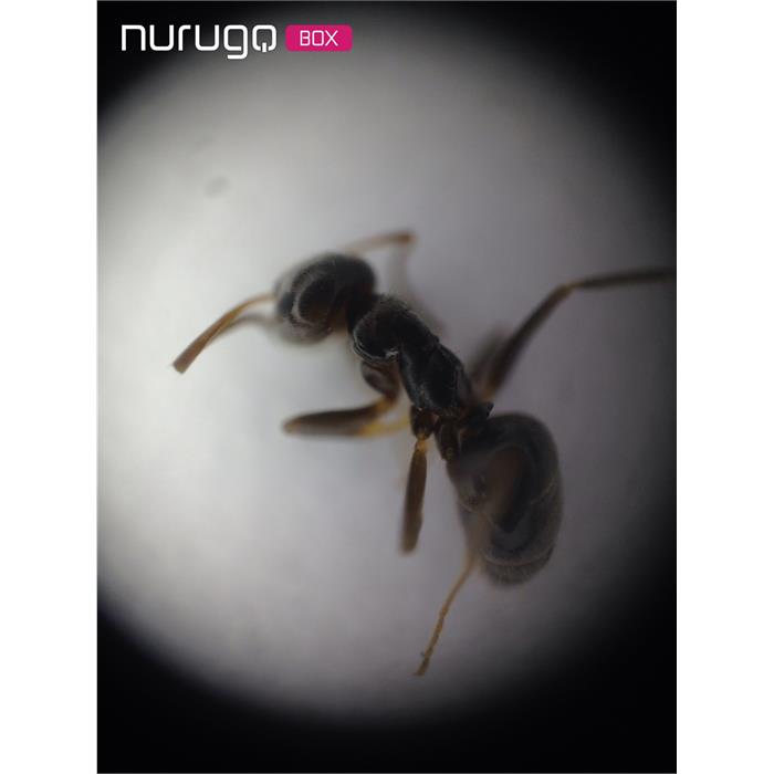 Nurugo Micro Akıllı Telefonlar İçin Digital Mikroskop Lensi