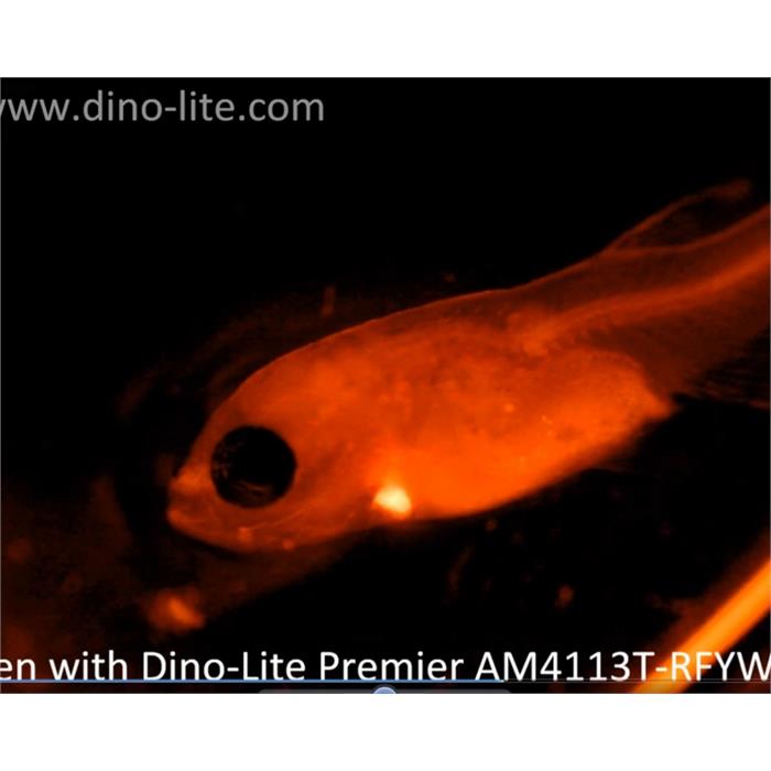 Dino-Lite AM4113T-YFGW Floresan Yeşil 570 bn Digital