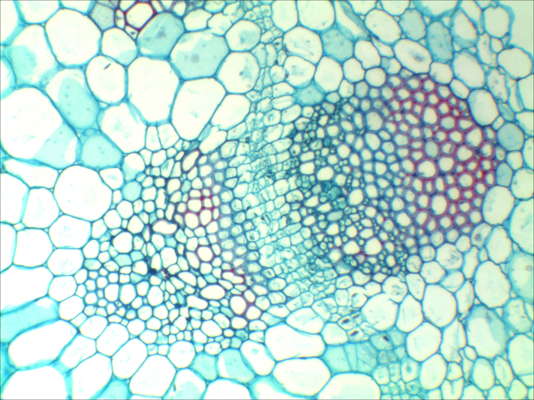 MD 26-HDMI 26.0 MP CMOS Mikroskop Görüntüsü Transfer Kamerası ve Yazılımı