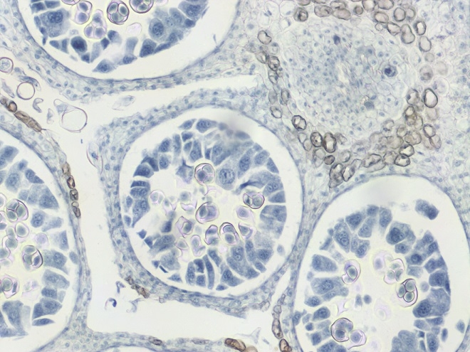 MD-28W Ekranlı Mikroskop WIFI Kamerası ve Yazılımı